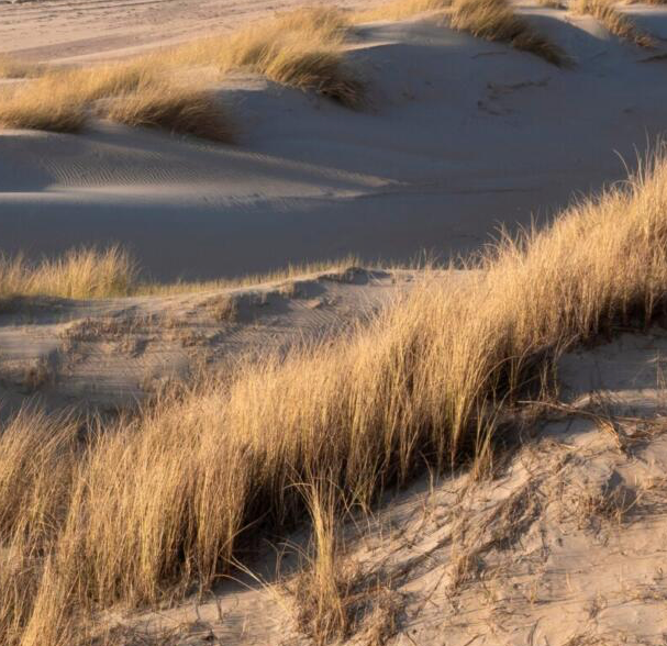 Anonyme Dünenascheverstreuung in Renesse der Provinz Zeeland