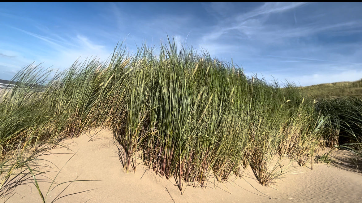 TreibSand® Ascheverstreuung Dünen Holland Dünenbestattung Dünenbestattungen Asche verstreuen